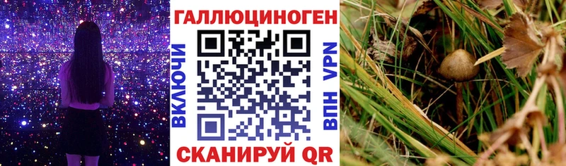 Галлюциногенные грибы Magic Shrooms  Кашин 